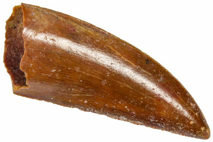 Serrated Raptor Tooth - Real Dinosaur Tooth #360990